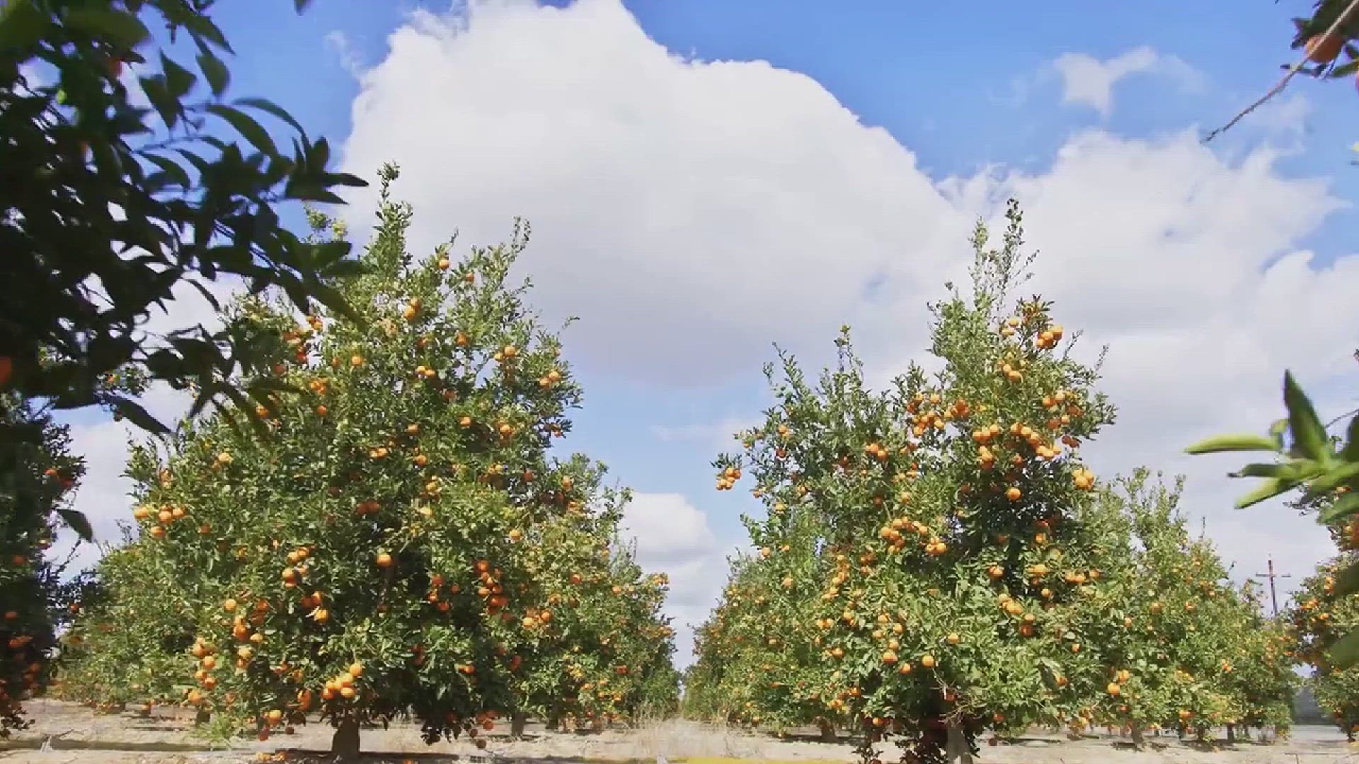'Video thumbnail for Tips for Growing Tangerines in the Backyard'