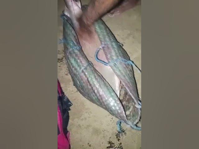 Video thumbnail for hamaliya fishing report 🐠🐟 🦈🦈🦈🦈🦈🦈 #rap #hiphop  #music #rapper #fishing #fishing