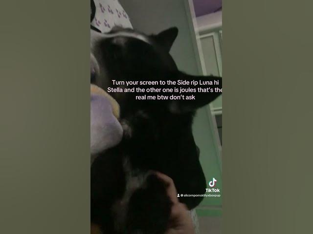 Video thumbnail for My new dog goodbye Luna hello Stella