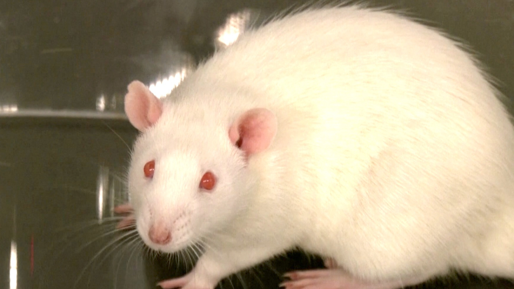 Video thumbnail for Lund University study tests LSD on rats to probe human consciousness