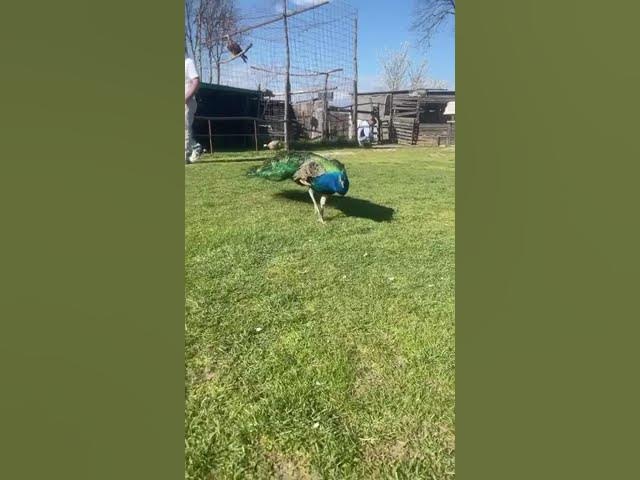 Video thumbnail for Kopshti Zologjik "Ujku Trump"