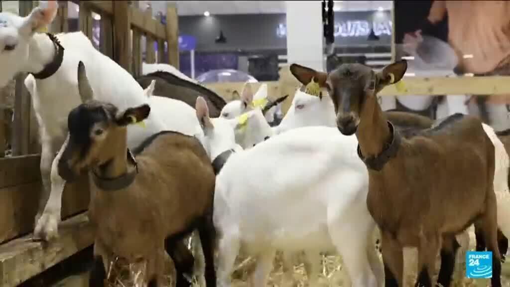 Video thumbnail for France's annual agricultural show gets underway in Paris