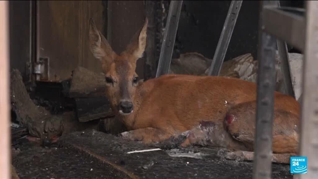 Video thumbnail for From deer to hedgehogs: Wildfires devastate France's wildlife