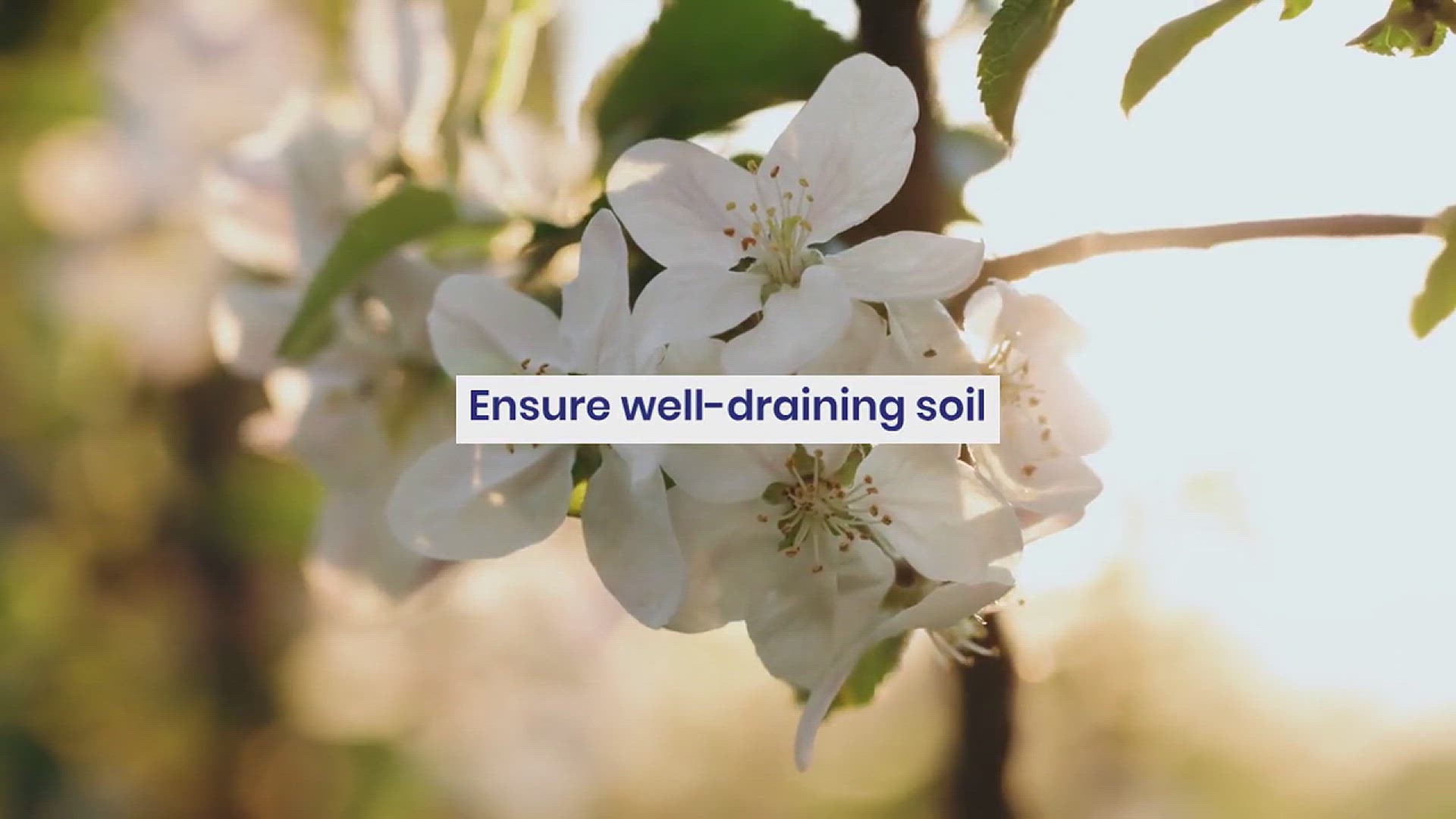 'Video thumbnail for How to Grow Mondo Grass in Your Garden'