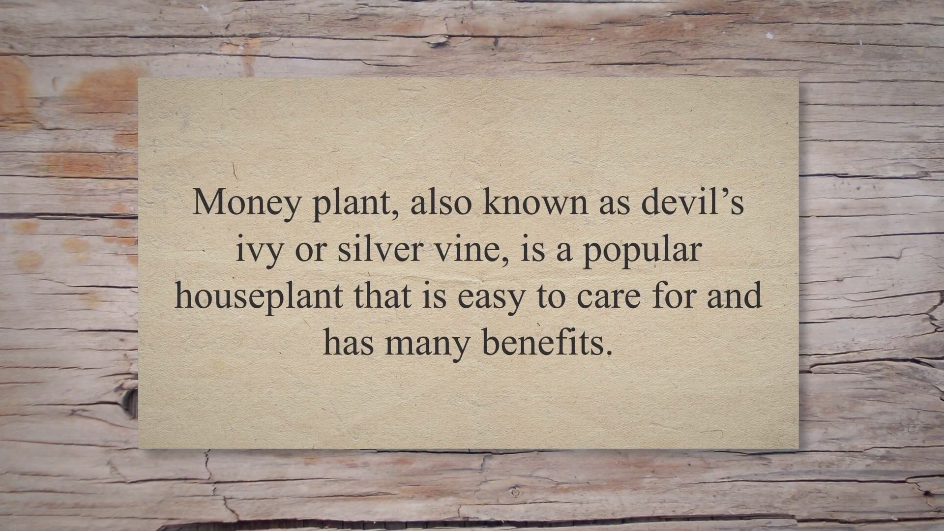 Video thumbnail for Water Money Plant