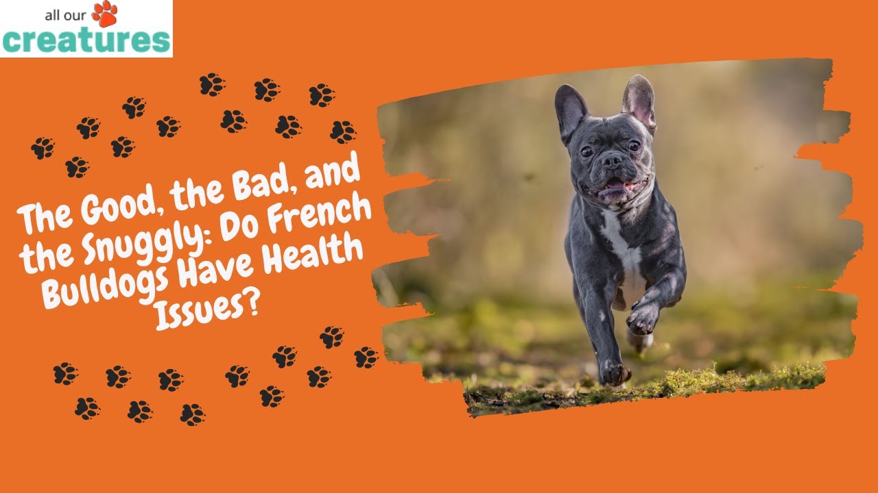 Video thumbnail for The Good, the Bad, and the Snuggly: Do French Bulldogs Have Health Issues?