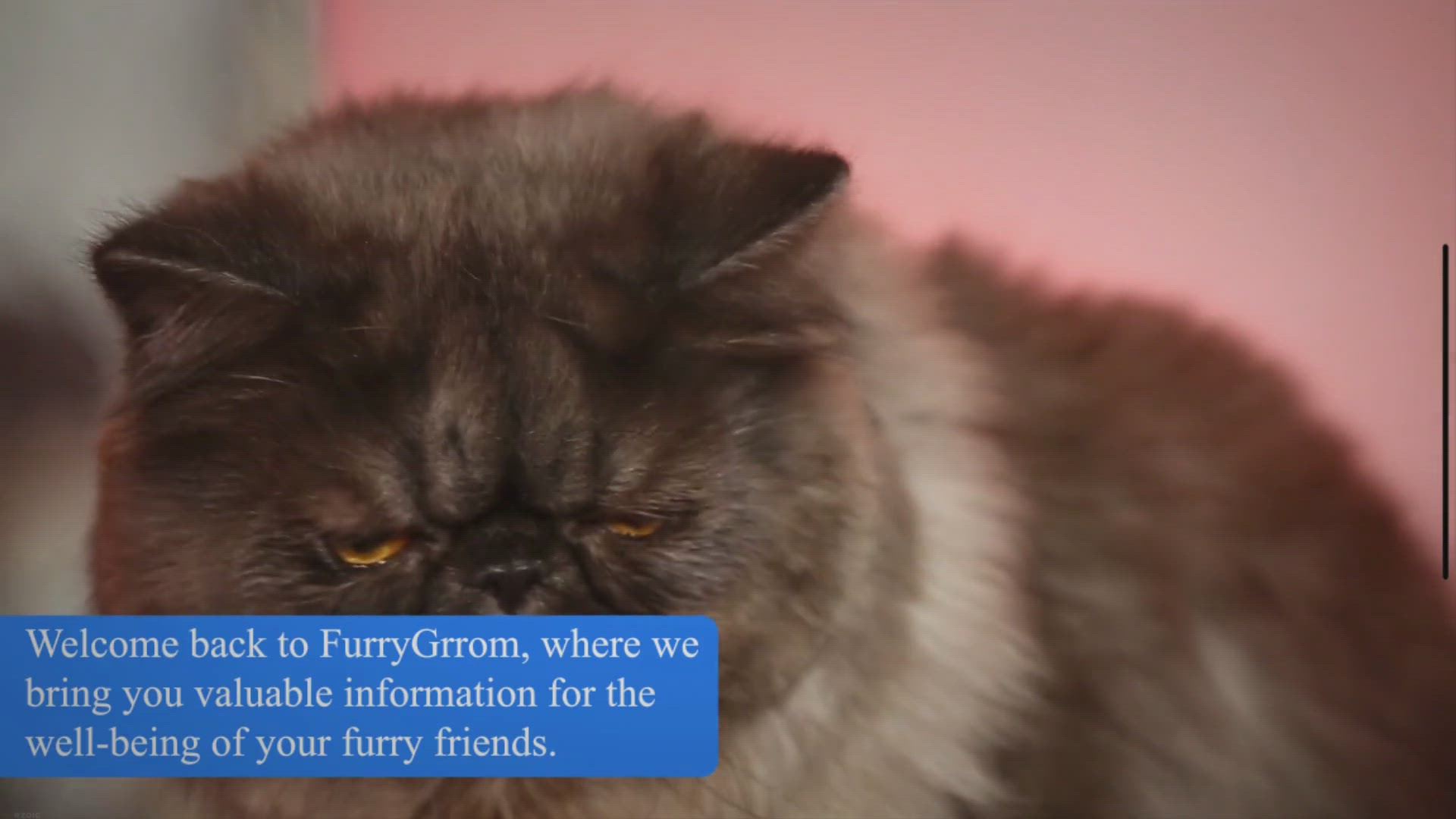 Video thumbnail for Matted Fur on Cats: Causes, Risk & Prevention