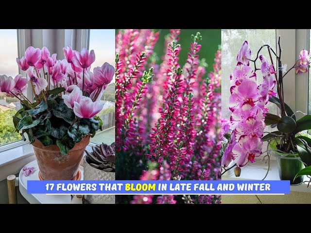 Video thumbnail for 17 Flowers that Bloom in Late Fall and Winter