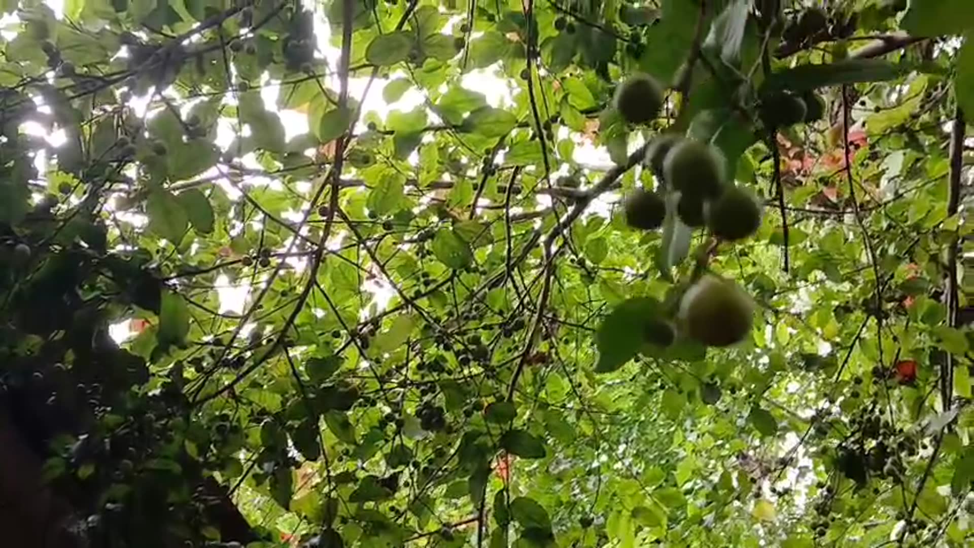 Video thumbnail for Wild Berries Growing on the Tree |  Nature 🍒🌿