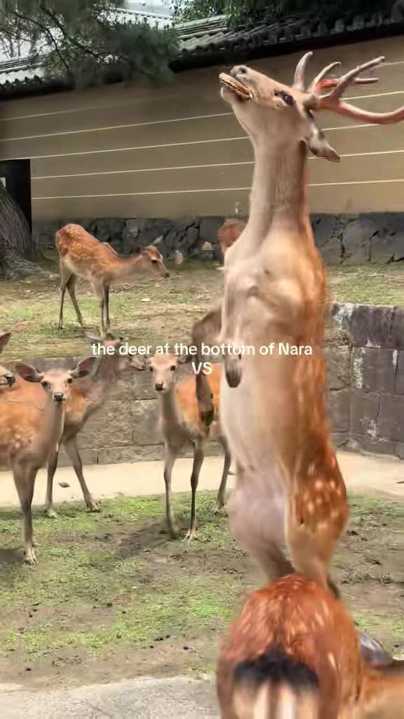 Video thumbnail for Hungry Nara Park Deer versus Chill Hilltop Deer