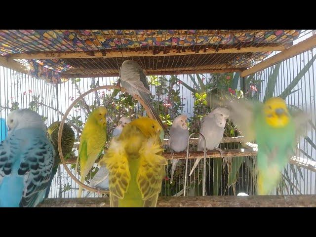 Video thumbnail for 🎶 Música Natural – 8 Minutos de Sons Calmantes