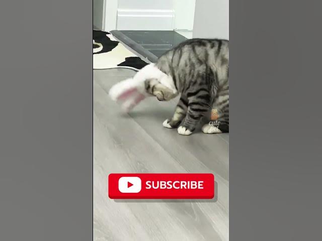 Video thumbnail for Cat's Funny #cat #bd