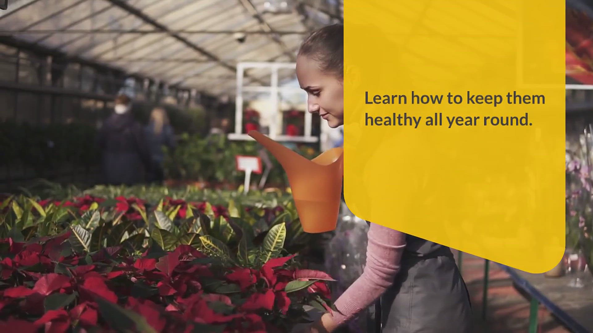 'Video thumbnail for How to Care for Poinsettia Plants'