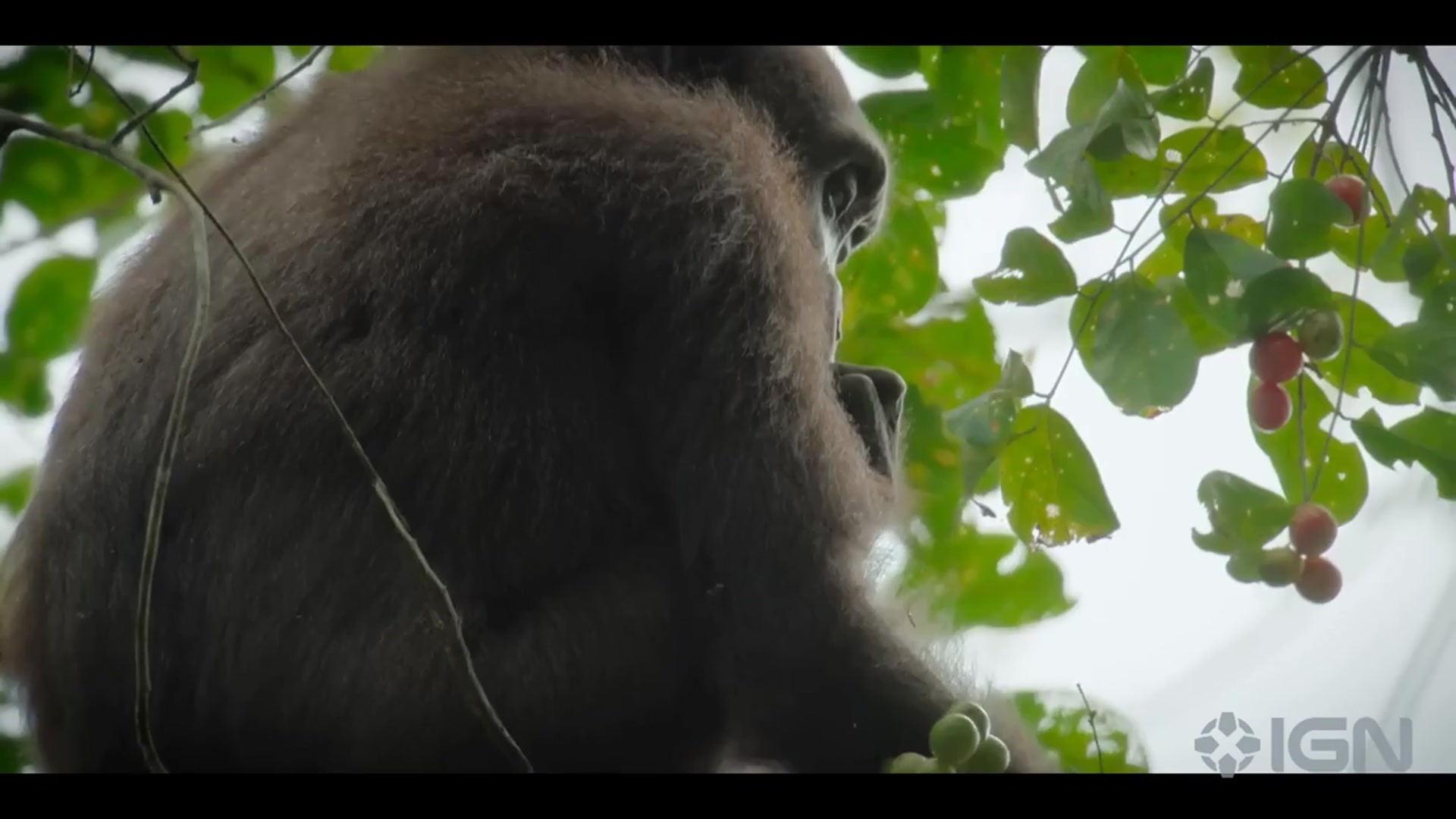 'Video thumbnail for The Wild Ones - Official "First Gorilla" Clip'