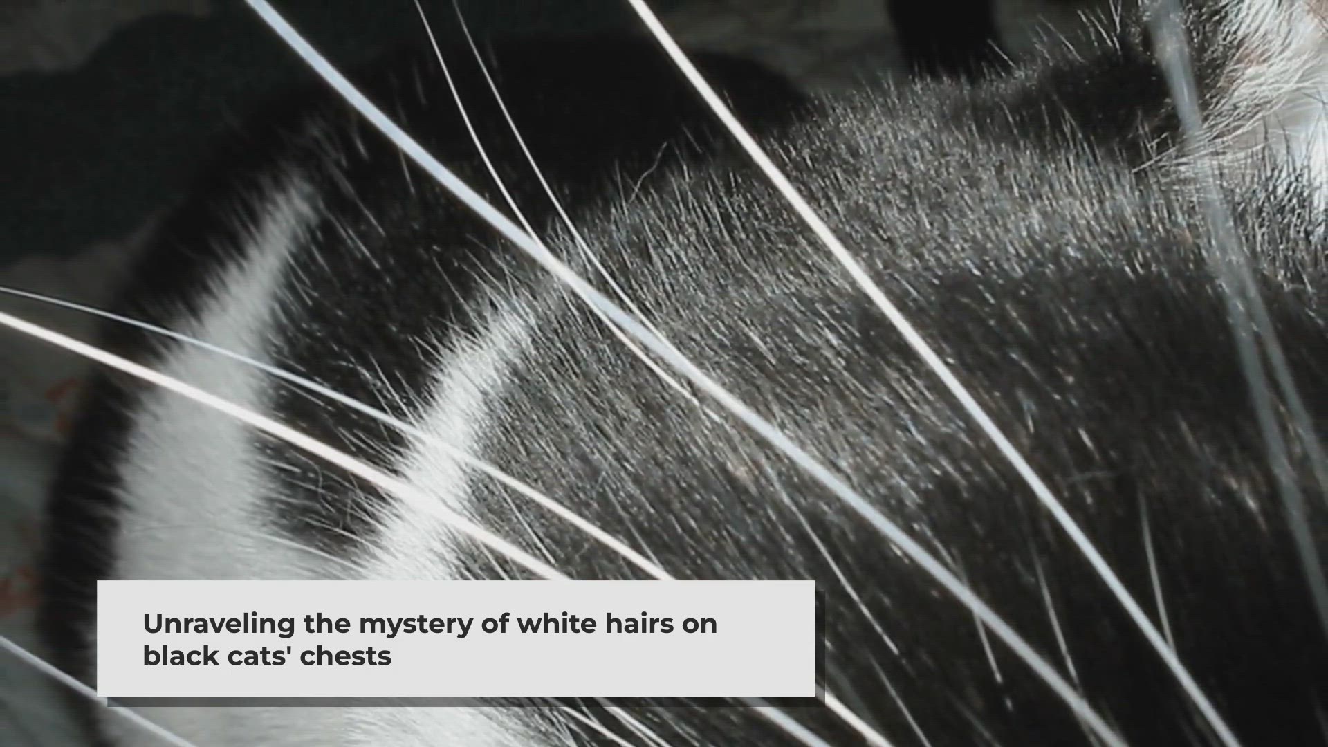 Video thumbnail for The Mystery Unveiled: Why Some Black Cats Have White Chest Hairs