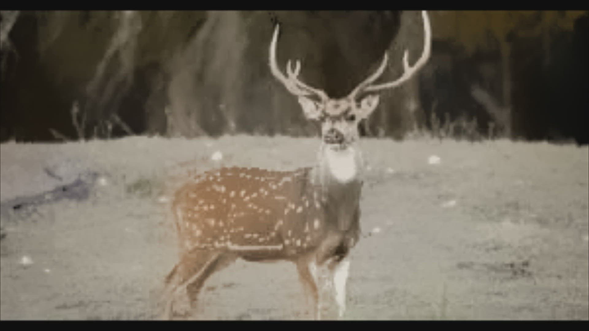 Video thumbnail for Types of Deer: A Deer Species List from Around the World