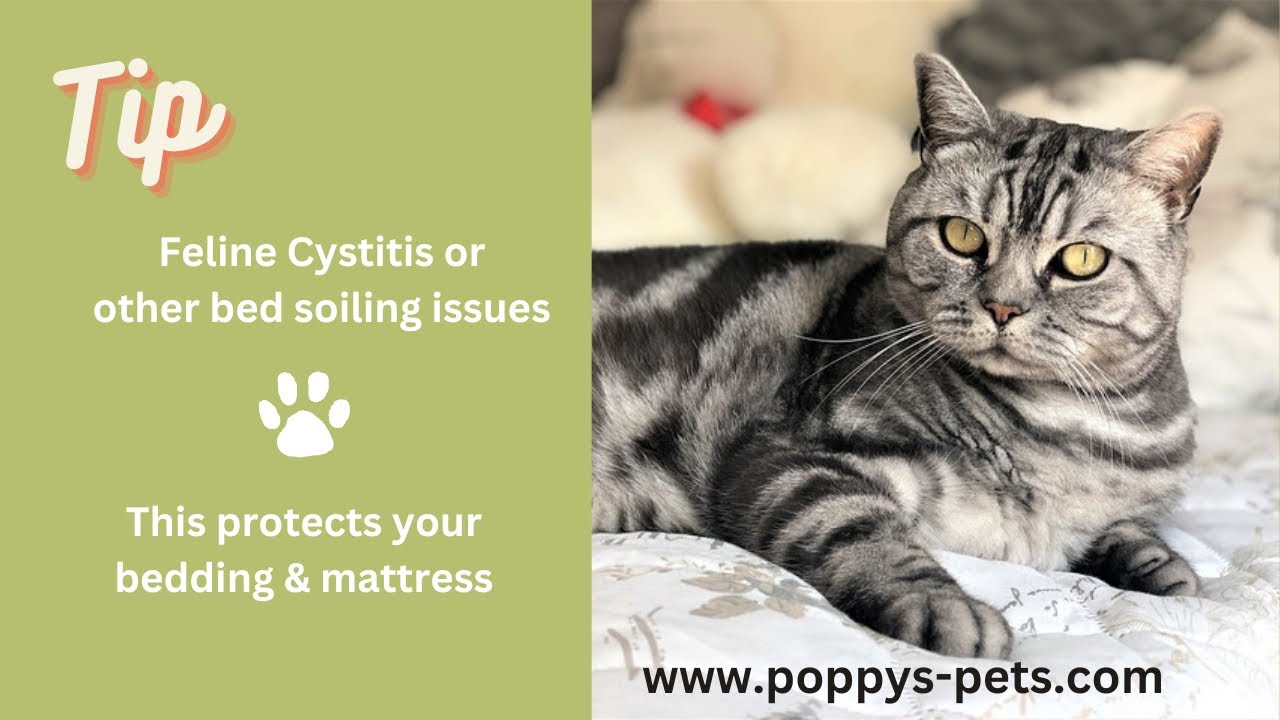 'Video thumbnail for Quick Tip: Cats With Any Problems Urinate in Unusual Places - How To Protect Your Bed for Under £3'
