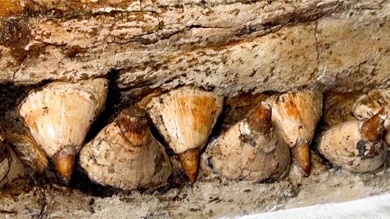 Video thumbnail for Unearthed Prehistoric Sperm Whale Skull Illuminates Modern Sperm Whale Evolution