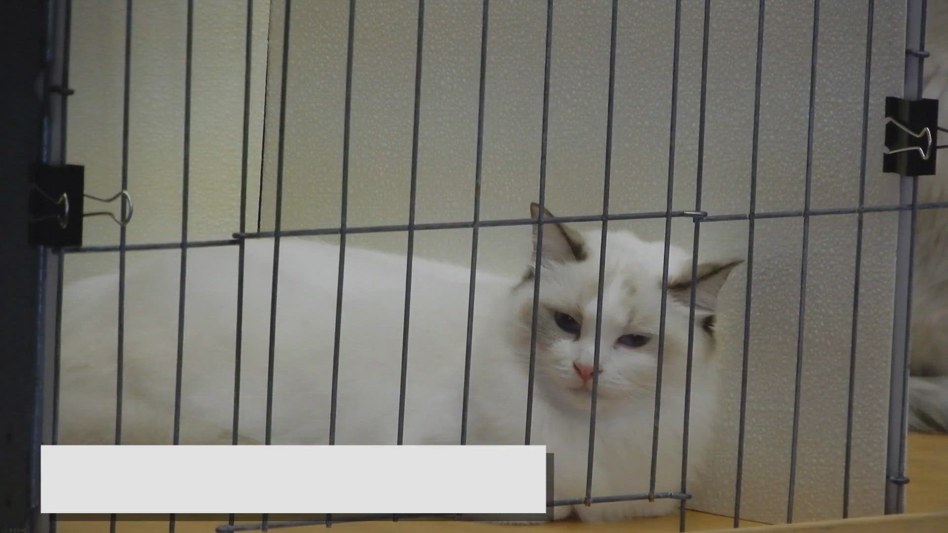 'Video thumbnail for Common Ragdoll Cat Health Issues: What to Watch Out For'