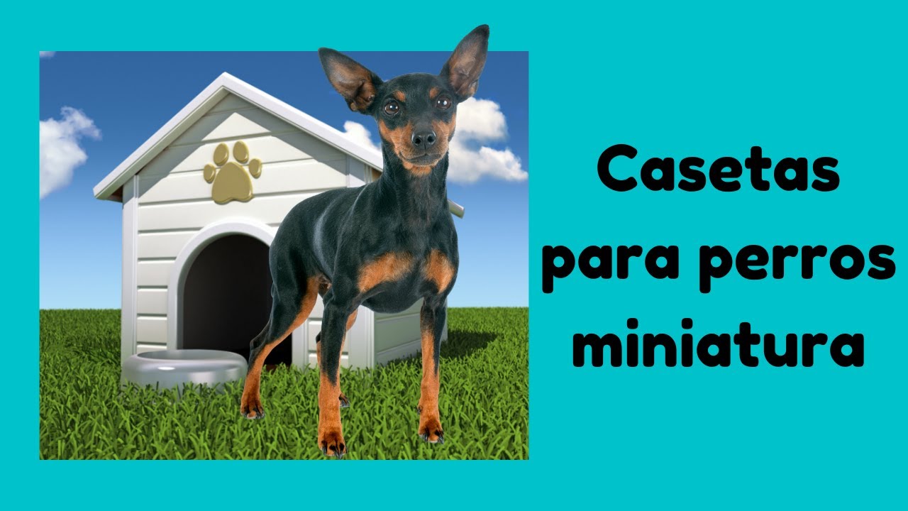 Video thumbnail for Mejores casetas para pinscher miniatura🐕🏠