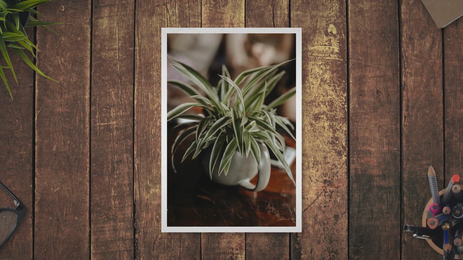 Video thumbnail for Growing and Taking Care of Spider Plants A Complete Guide