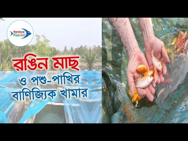 Video thumbnail for Pet Club | Koi Curve | Rainbow fish kln new Production