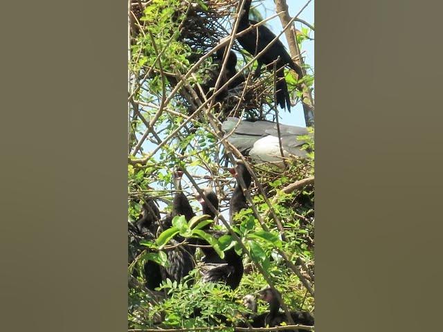 Video thumbnail for Wow Nice Gain Bird A lot  EP 40 #birds #nestbird #birdalot #birdfeed #birdeat