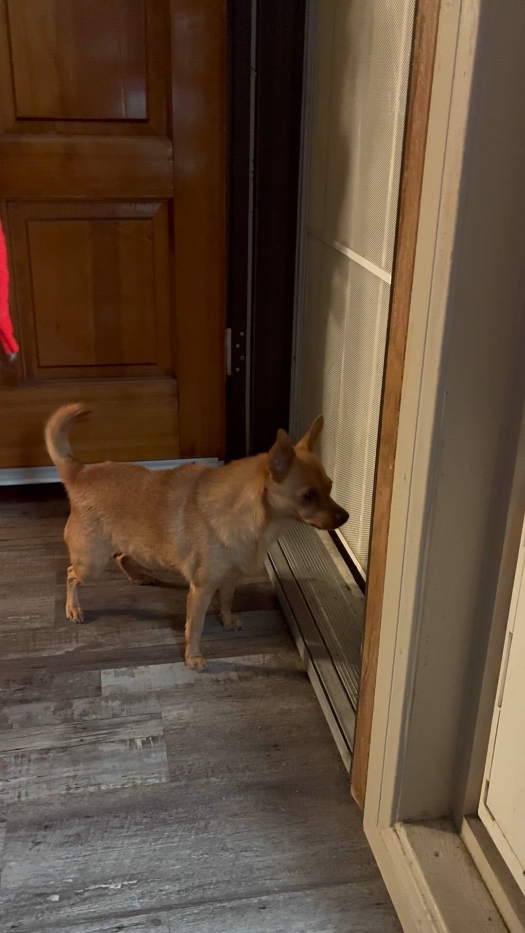 Video thumbnail for Prancer feeling tough