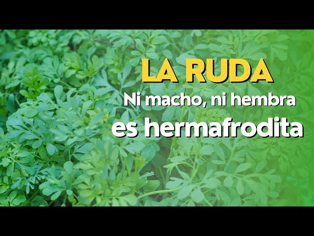 Video thumbnail for La "ruda macho" o "ruda hembra" no existe como tal. ¿Sabes cómo diferenciarlas?
