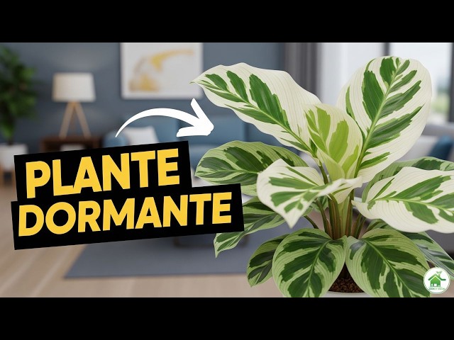 Video thumbnail for Calathea White Fusion : Secrets d'un entretien réussi ! 🌿 #Calathea #Plantes #Tuto