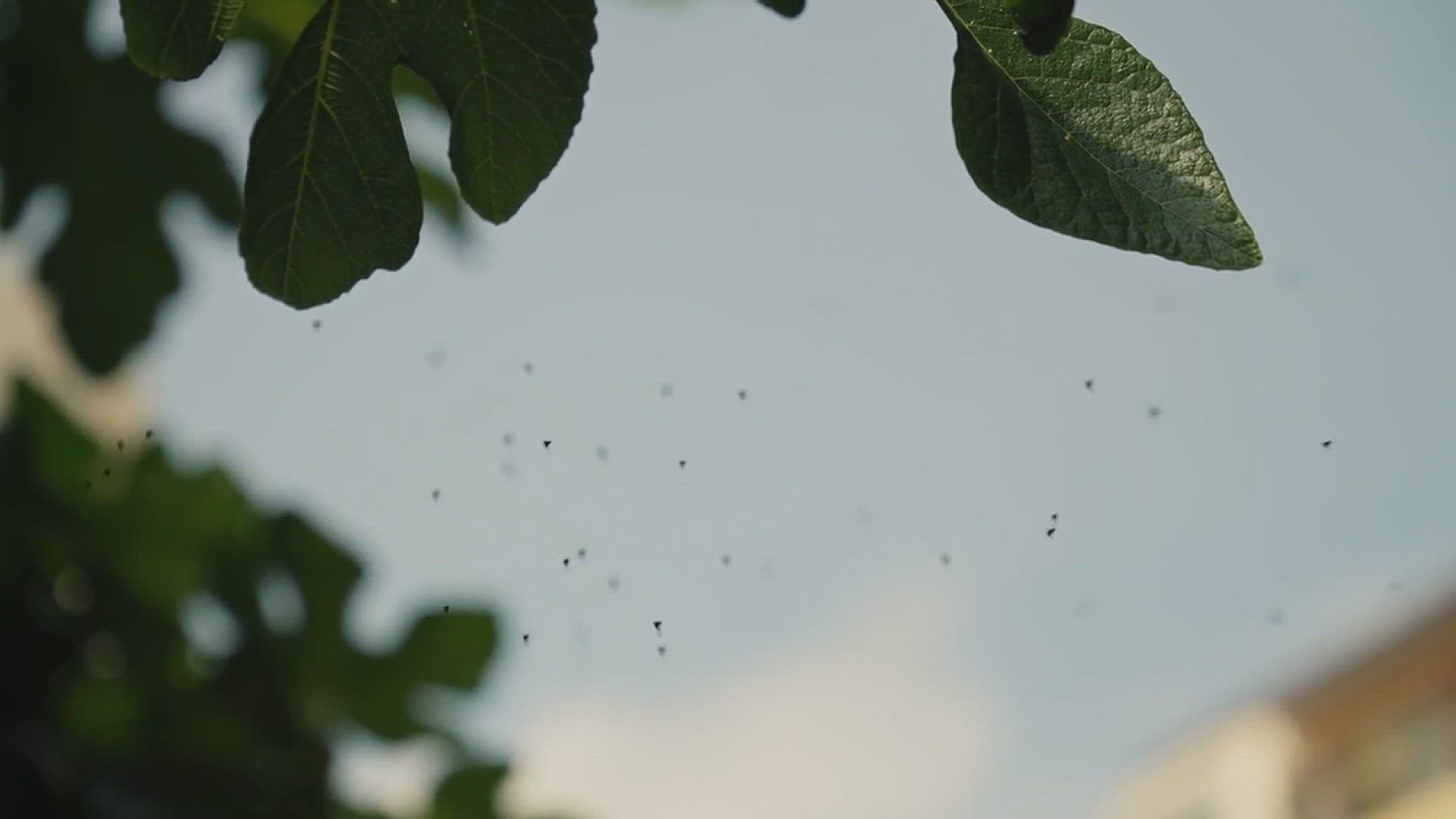 'Video thumbnail for How to Control Aphids in the Garden'