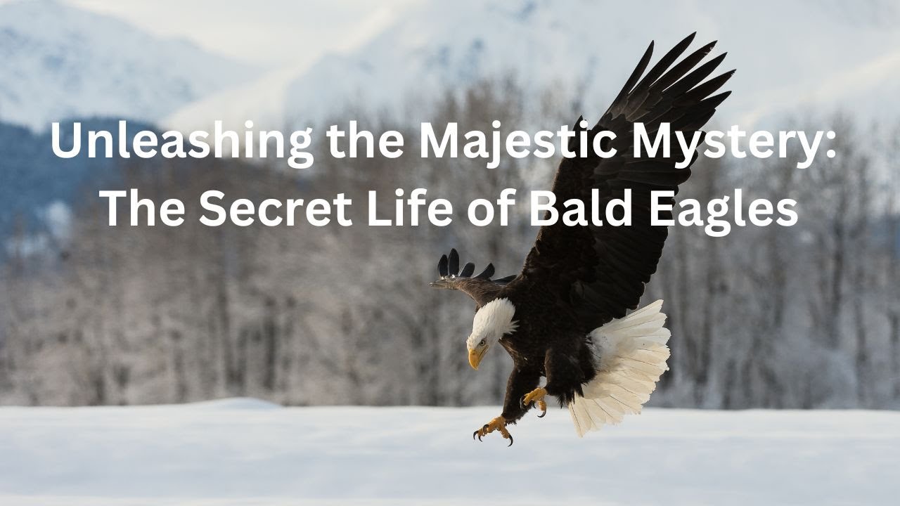 'Video thumbnail for Unleashing the Majestic Mystery: The Secret Life of Bald Eagles'