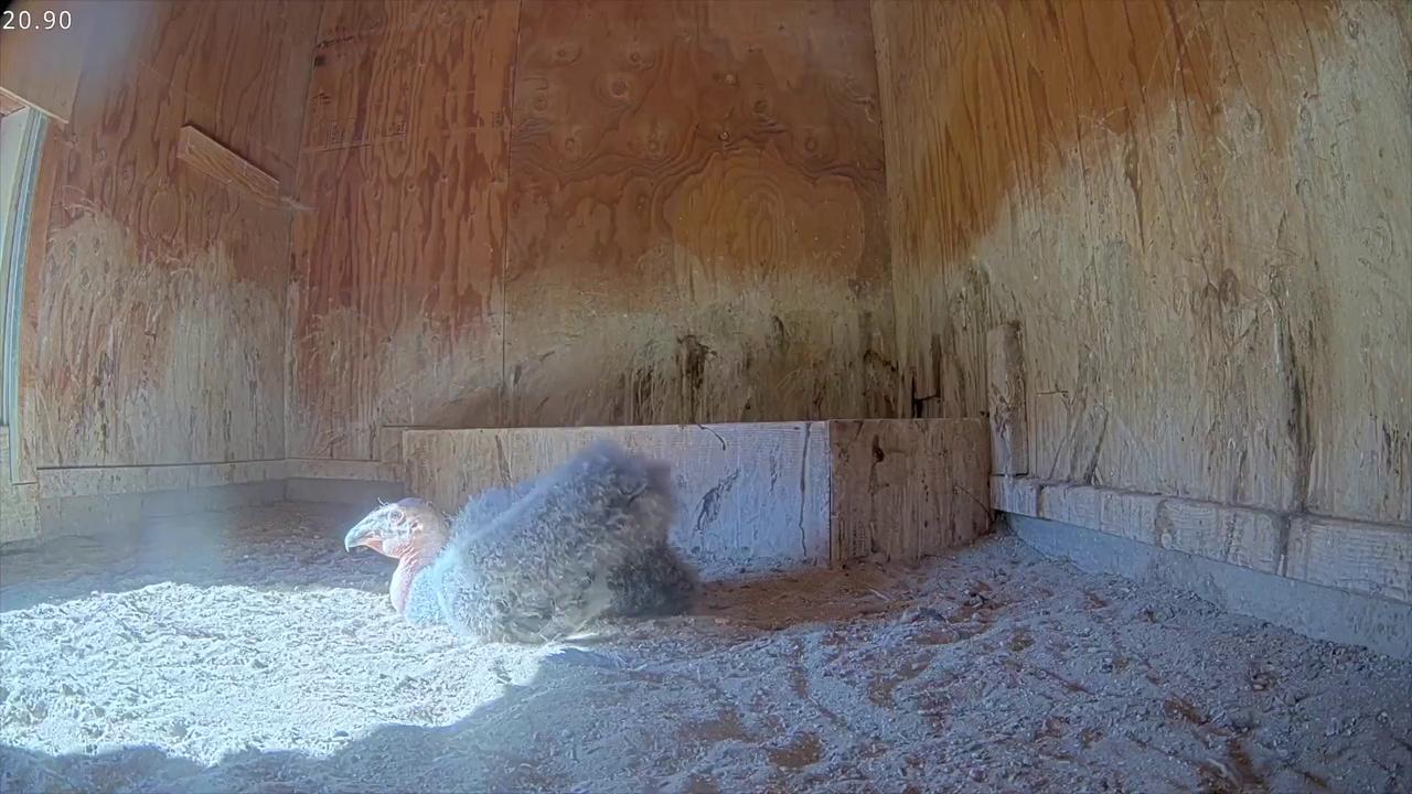 Video thumbnail for US: A Dozen Condor Chicks Take First Flights At Oregon Zoo Conservation Center.