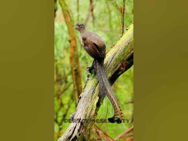 Video thumbnail for Albert's lyrebird