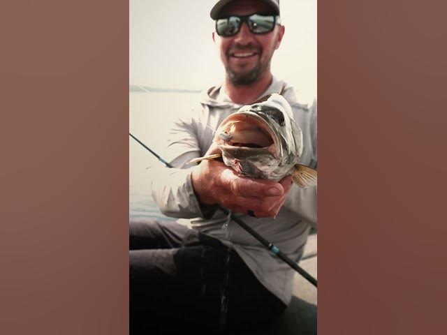 Video thumbnail for A Fishing Master in His Element | Jeff Gustafson #youtubeshorts #zmanfishing #minnkota #lundboats