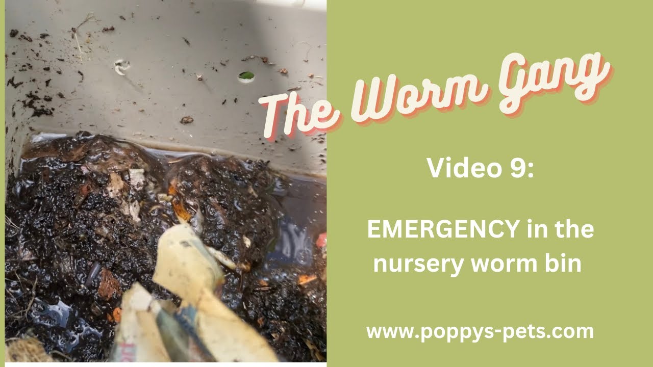 'Video thumbnail for Video 9: The Great Worm Farm Flood From Weather Conditions'
