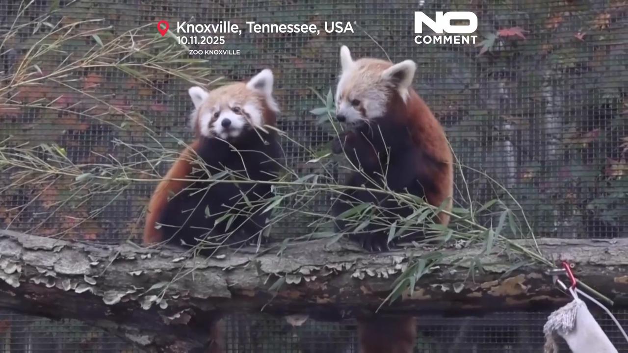 Video thumbnail for Red panda cubs see snow for the first time at a US zoo