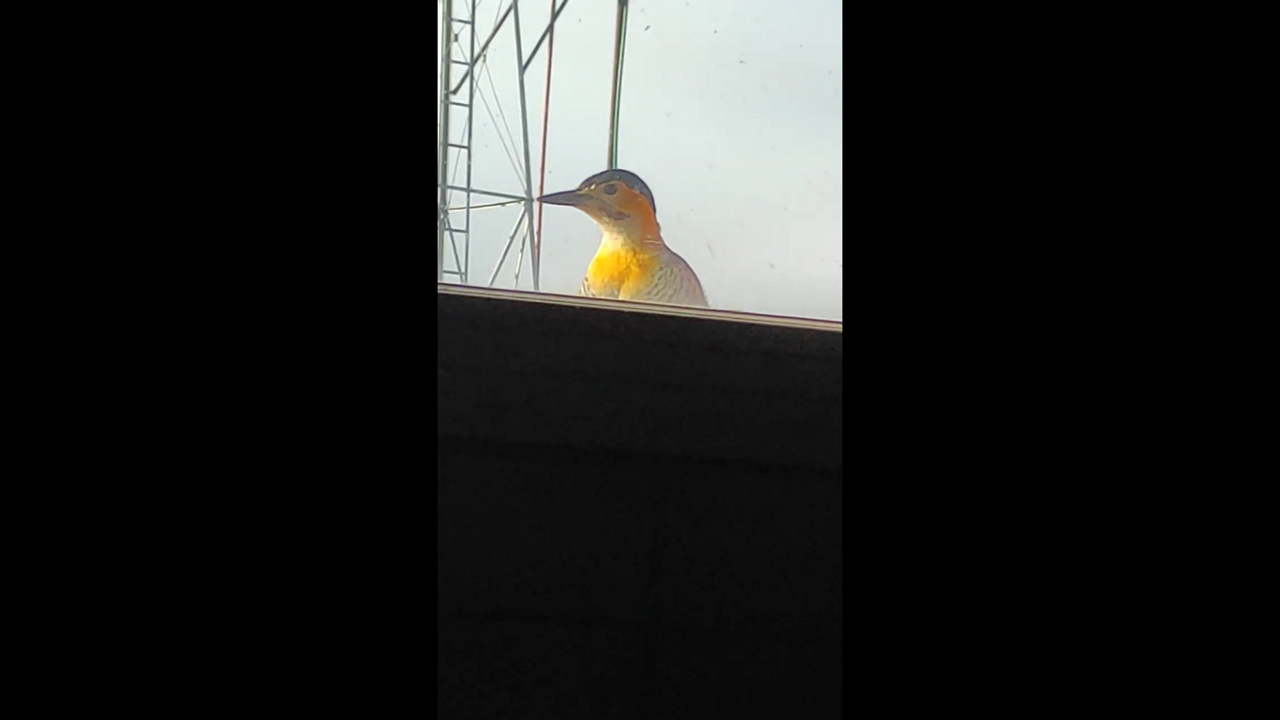 Video thumbnail for Curious Bird Pecks at a Window in a Surprising Visit