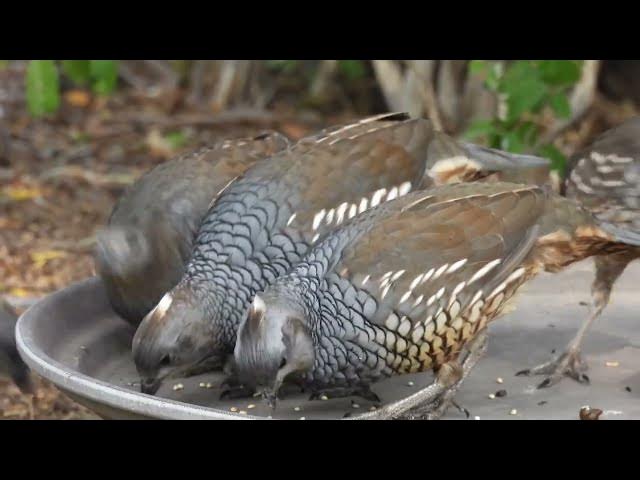 Video thumbnail for Fashionable Cottontops