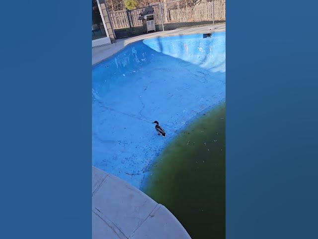 Video thumbnail for April 5, 2025