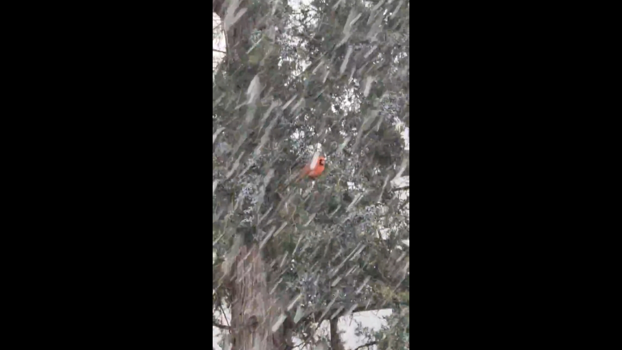 Video thumbnail for Lone Bird Carries On as Snow Covers the Ground in Winter