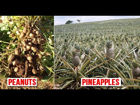 Video thumbnail for This Is How Everyday Foods Look Before They Are Harvested