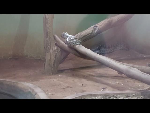 Video thumbnail for Pilikula Nisargadhama Zoo