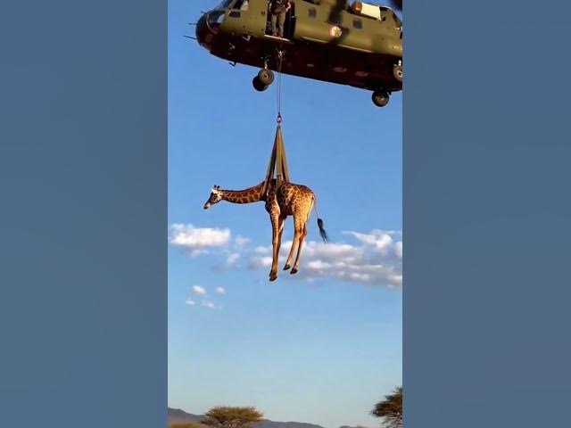 Video thumbnail for рдлрдБрд╕реЗ рд╣реБрдП рдЬрд┐рд░рд╛рдл рдХреА рдЬрд╛рди рдмрдЪрд╛рдИ рдЧрдИ ЁЯЩПЁЯжТ#AnimalRescue #GiraffeRescue #рдЬрд┐рд░рд╛рдл #AnimalLove #SaveAnimals #Wildli