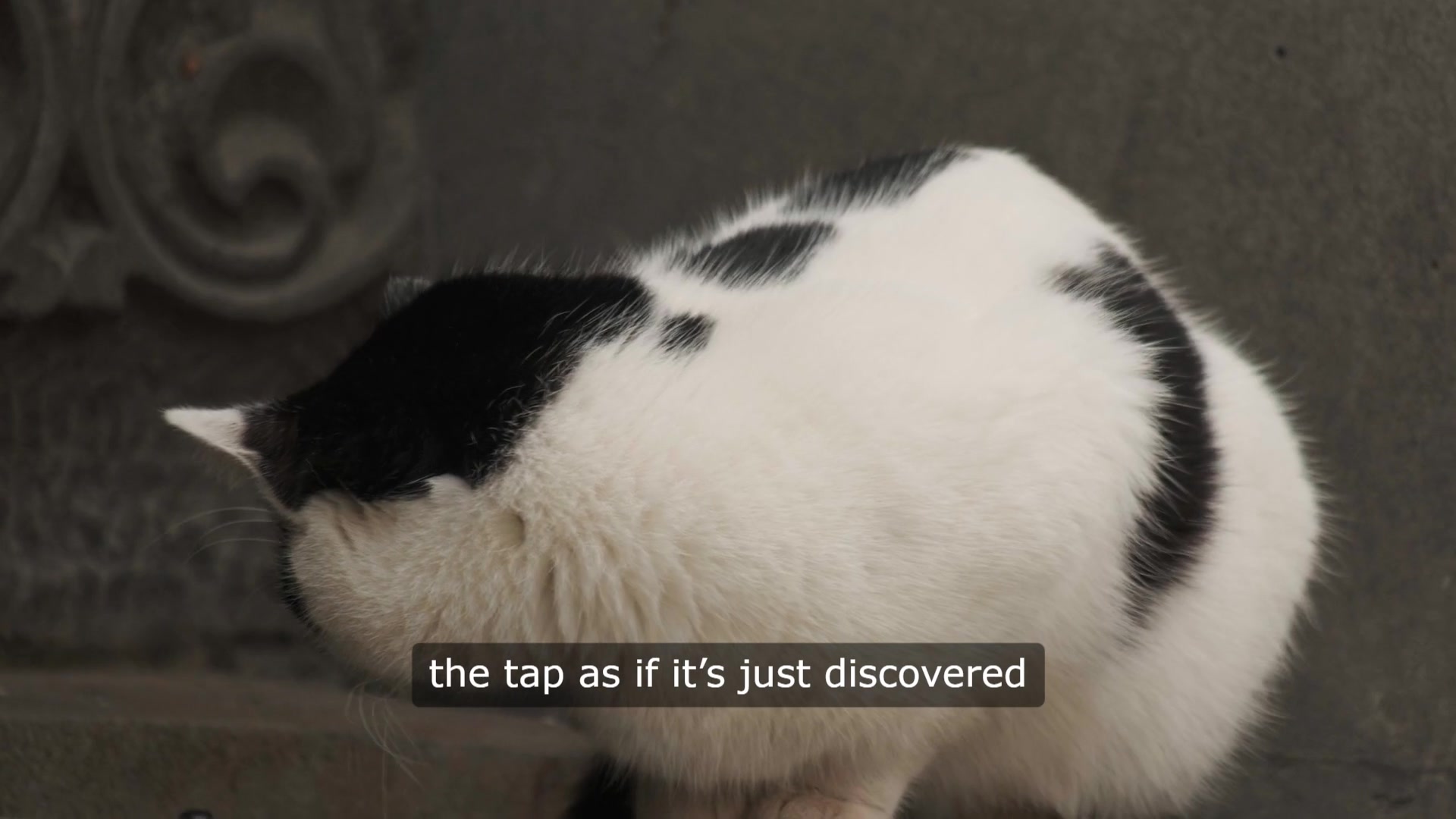Video thumbnail for Cat Tap Chronicles