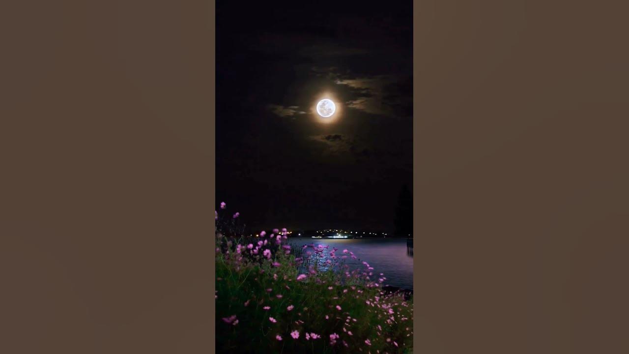 Video thumbnail for #nature butterfly #status #whatsappstatus #reels #omxmedia