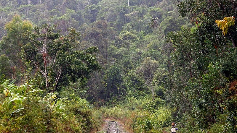 Video thumbnail for Prized wild pepper at risk in Madagascar's shrinking forests