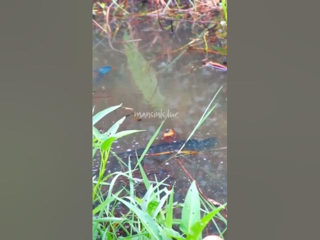 Video thumbnail for momongn anak