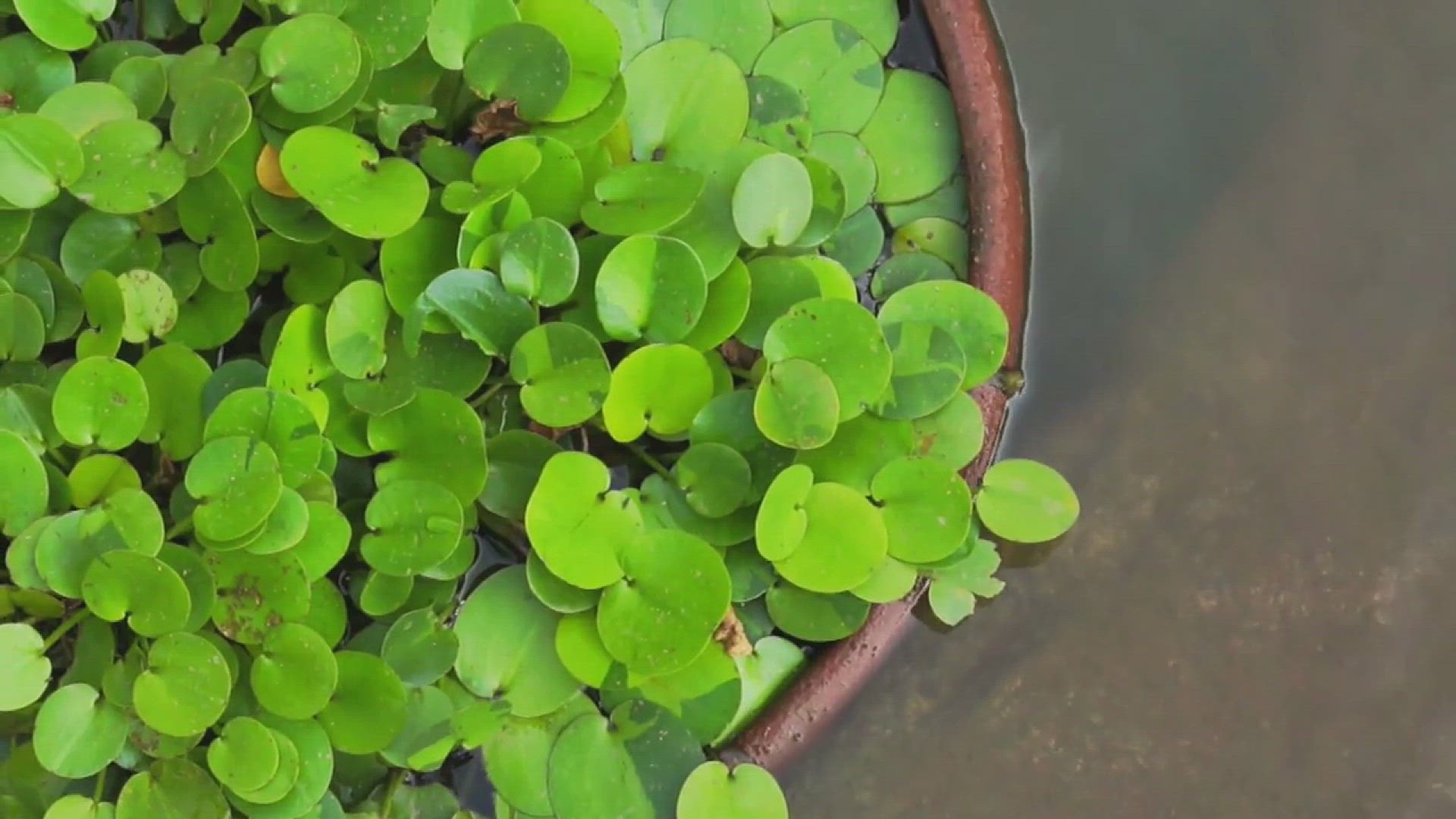 'Video thumbnail for How to Grow Lucky Bamboo in Your House'