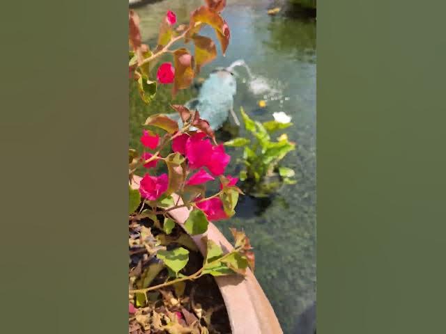 Video thumbnail for Koi Pond at Fashion Island in Newport Beach, CA #koi #fashionisland #waterfeatures